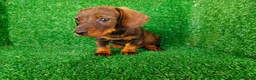 Teckel Miniatura perros en venta: teckel miniatura - Anuncio 6