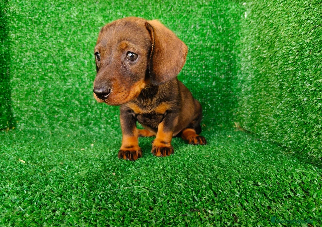 Teckel Miniatura perros en venta: teckel miniatura - Anuncio 6