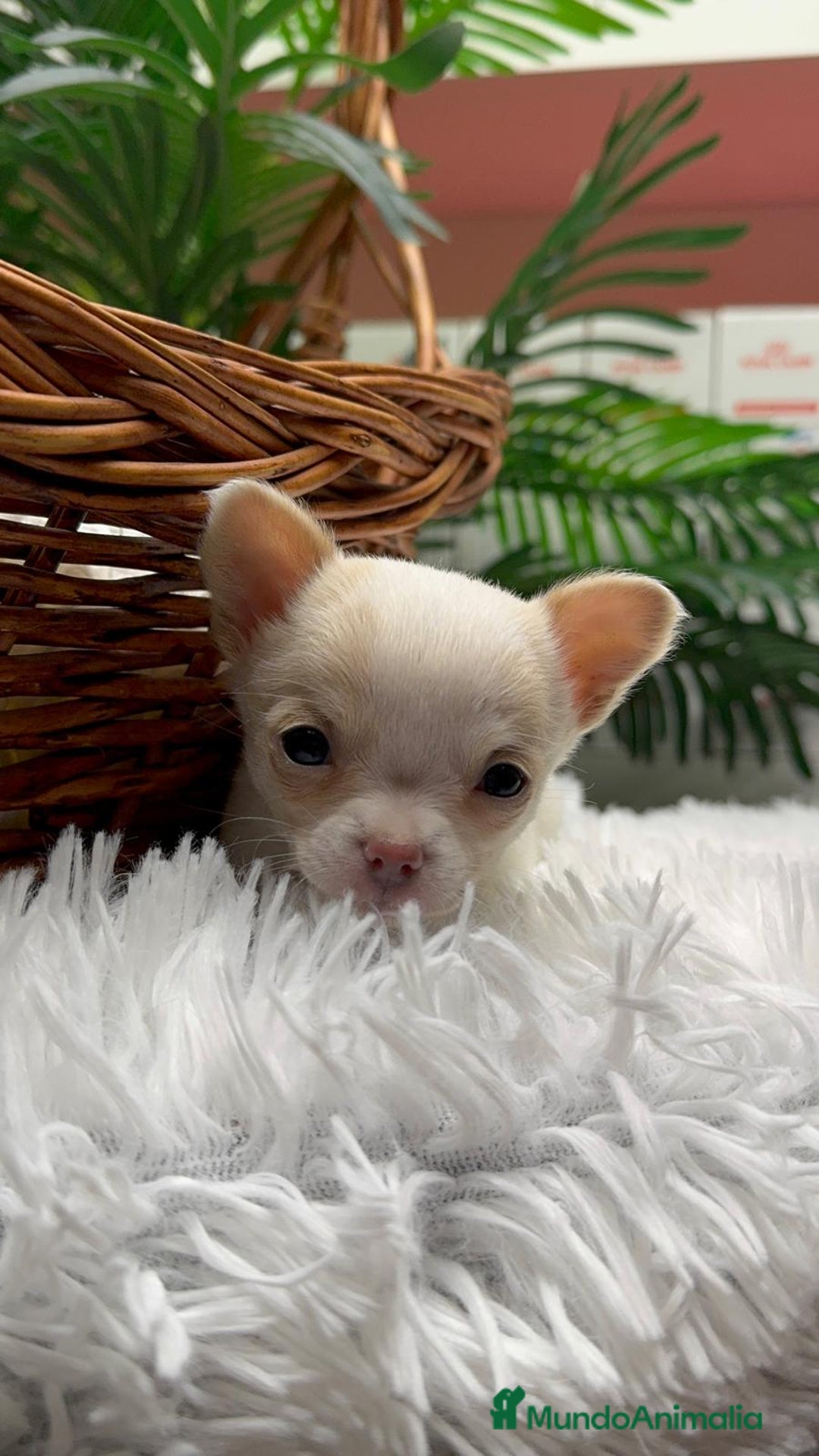 Chihuahua perros en venta: CHIHUAHUA HEMBRA - Anuncio 10