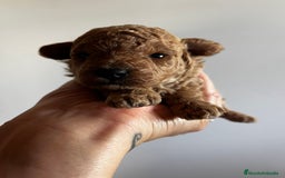 Caniche Toy perros en venta: Caniche mini toy - Imagen 4
