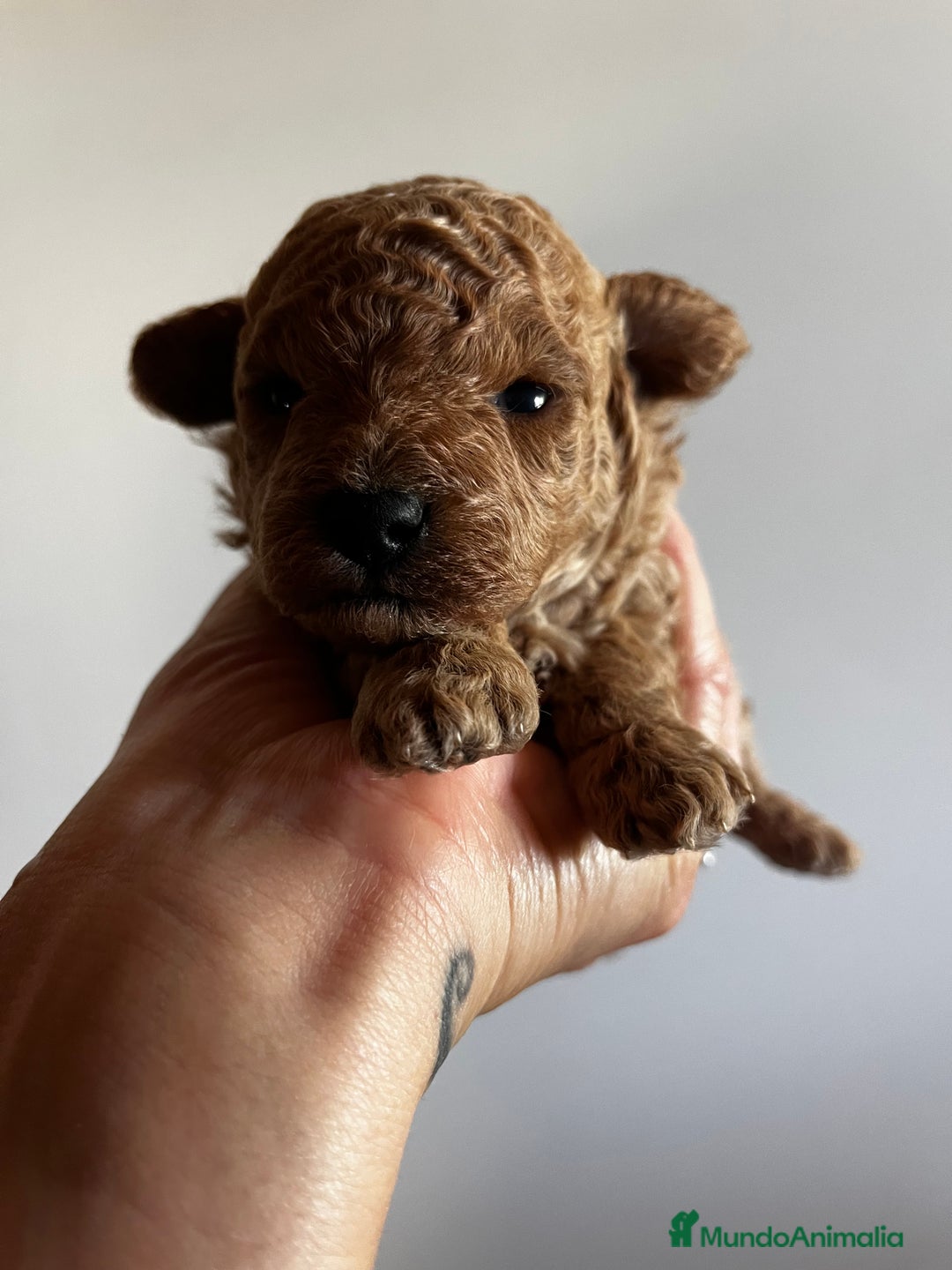 Caniche Toy perros en venta: Caniche mini toy - Imagen 4