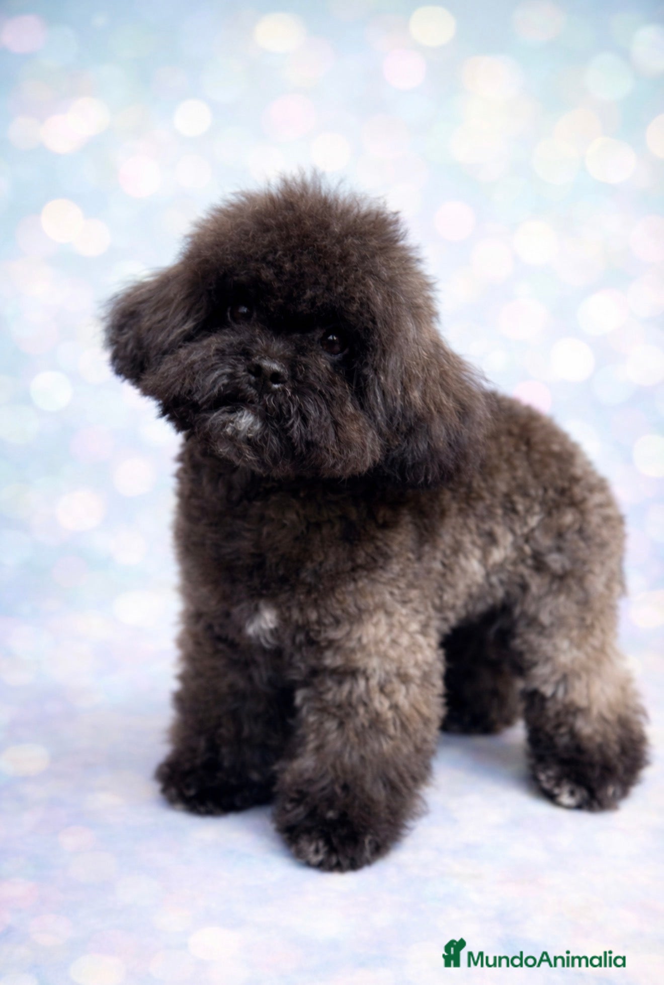 Shihpoo perros Monísima ShihPoo  - Anuncio 2