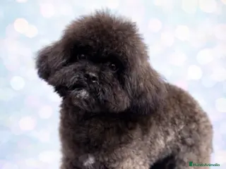Shihpoo perros Monísima ShihPoo - Anuncio 2