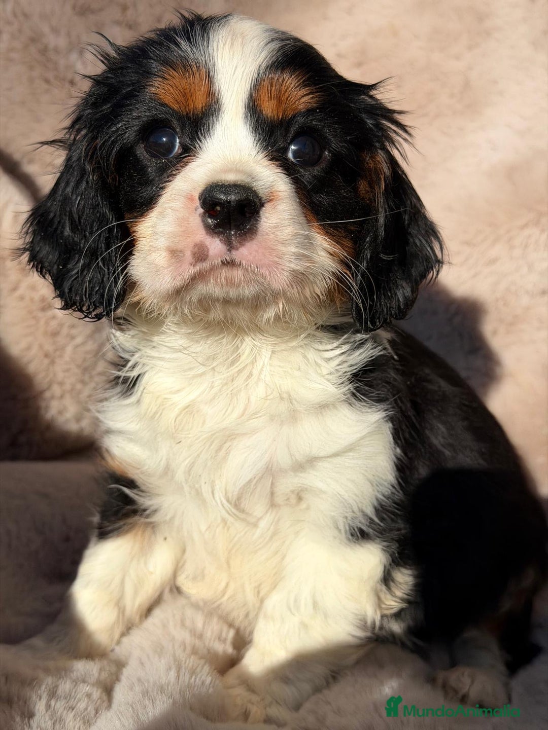 Cavalier King Charles Spaniel perros en venta: CAVALIER BLENHEIN Y TRICOLOR - Anuncio 5