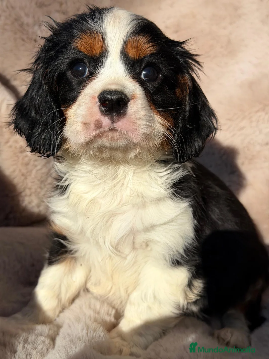 Cavalier King Charles Spaniel perros en venta: CAVALIER BLENHEIN Y TRICOLOR - Anuncio 5