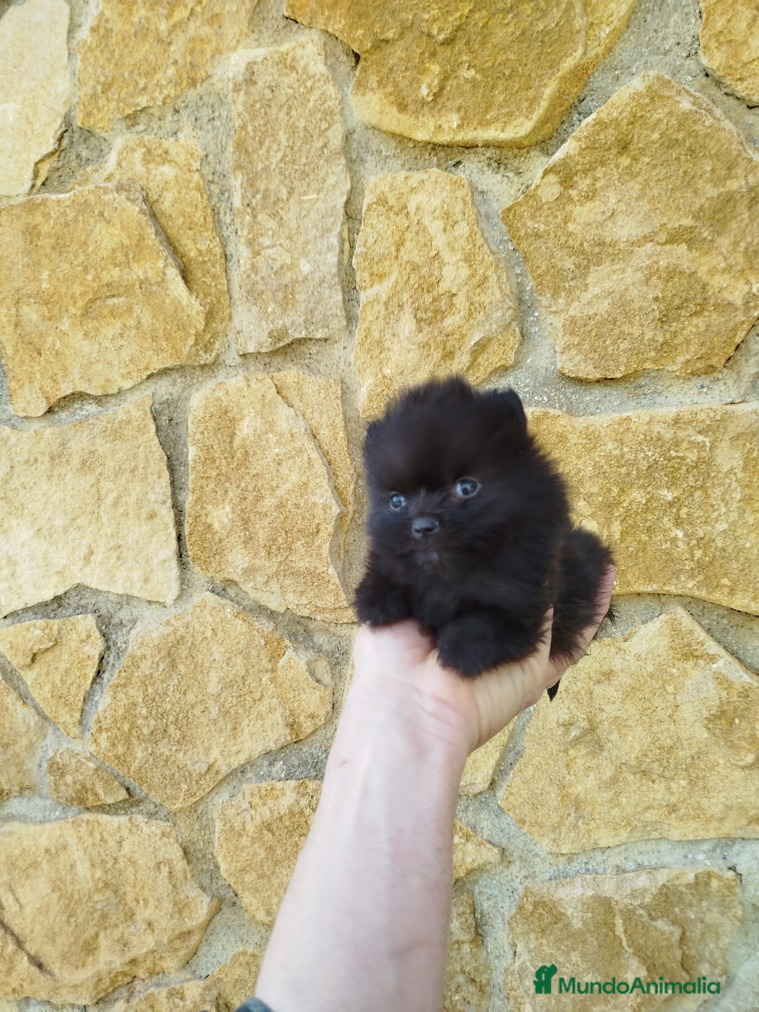 Pomerania perros en venta: Pomerania toy  - Anuncio 4