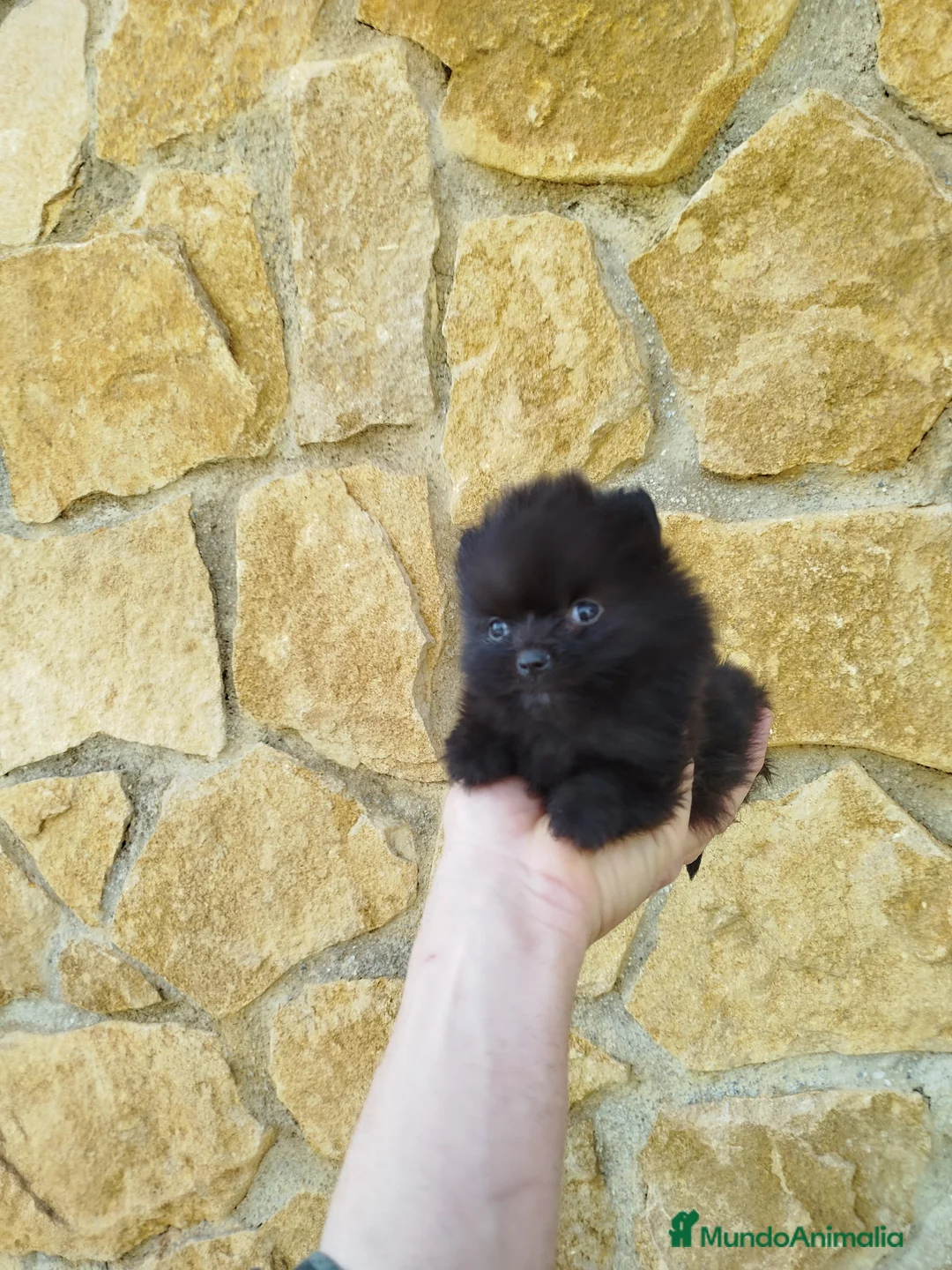 Pomerania perros en venta: Pomerania toy  - Anuncio 4