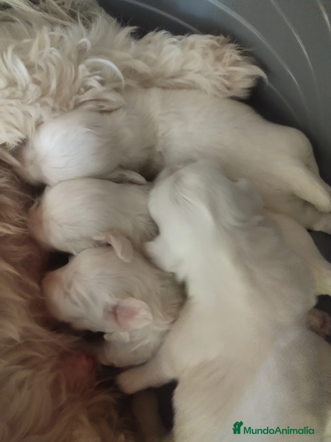 Bichón Maltés perros en adopcion: Bichón maltes europeo - Anuncio 2