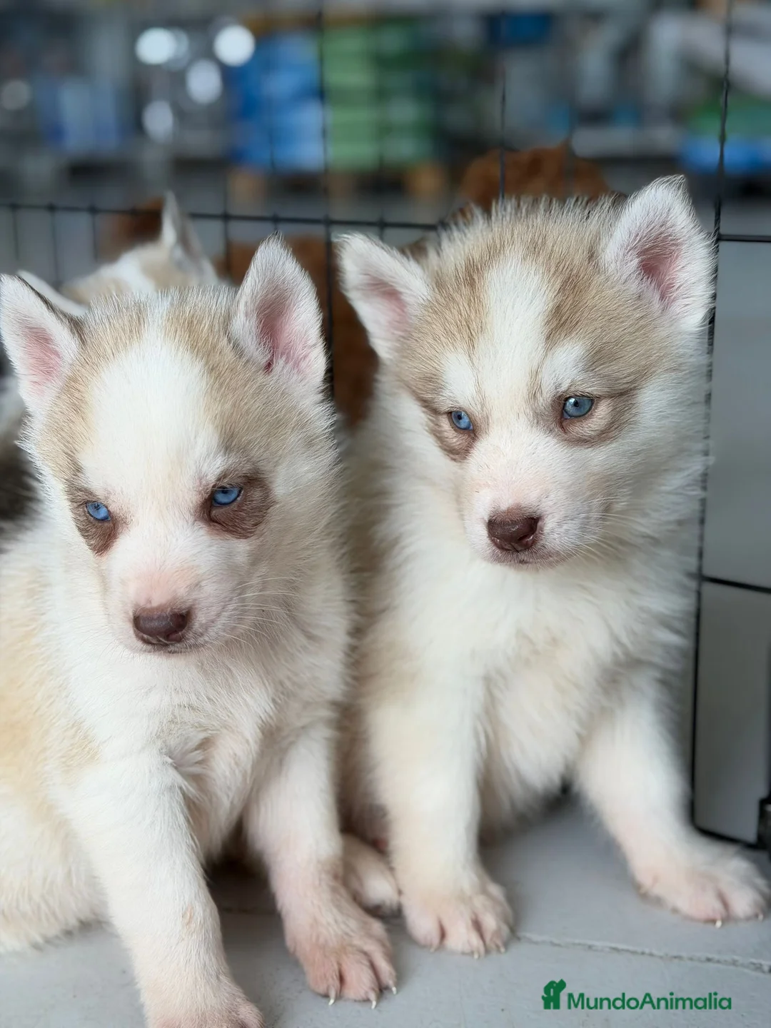 Husky Siberiano perros en venta: HUSKYS - Anuncio 1