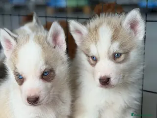 Husky Siberiano perros HUSKYS - Anuncio 2
