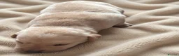 Labrador Retriever perros en venta: LABRADOR RETRIEVER  - Anuncio 4