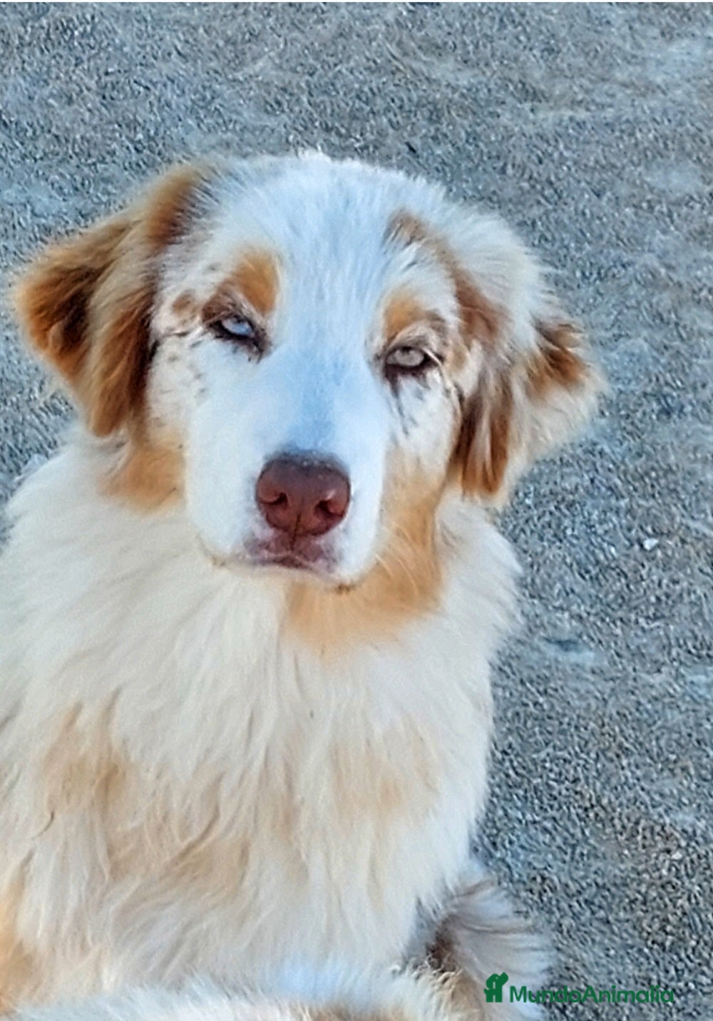Pastor Australiano perros Hembra rojo merle - Anuncio 4