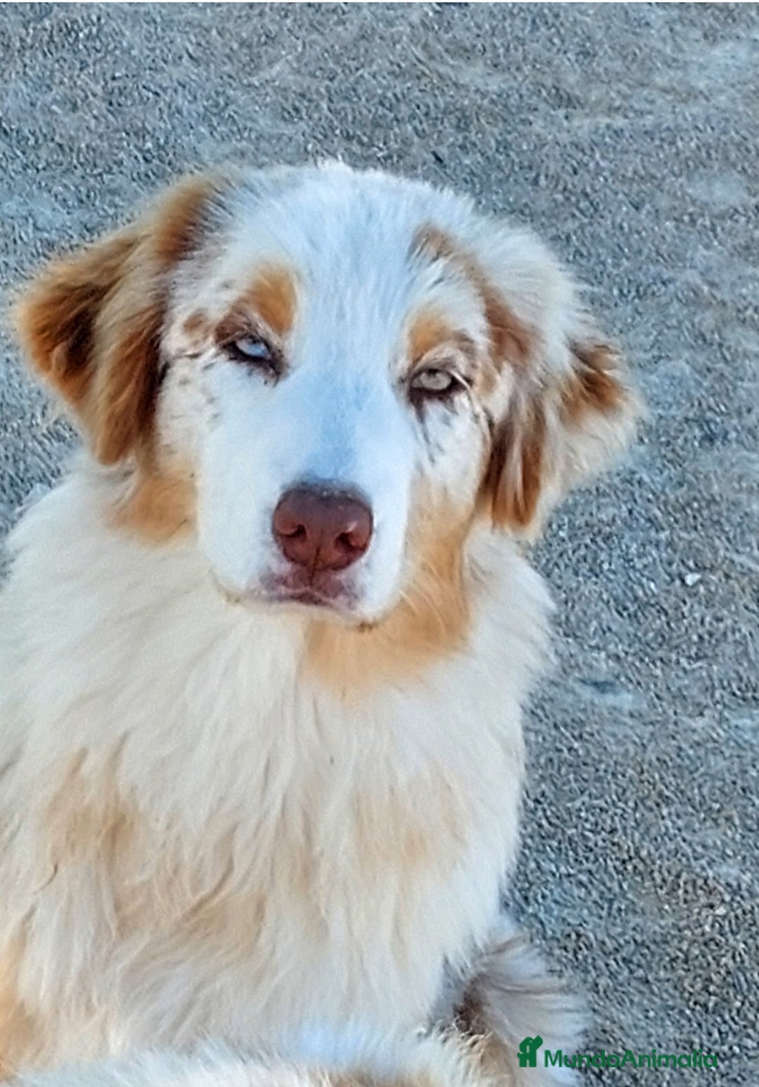 Pastor Australiano perros en adopcion: Hembra rojo merle - Anuncio 1