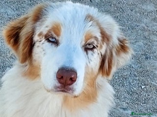 Pastor Australiano perros Hembra rojo merle - Anuncio 1