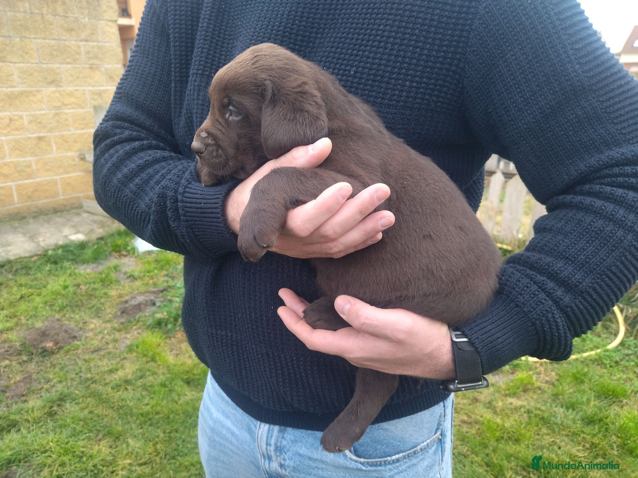 Labrador Retriever perros Labradores chocolates y negros - Anuncio 7
