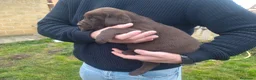 Labrador Retriever perros en venta: Labradores chocolates y negros - Anuncio 7