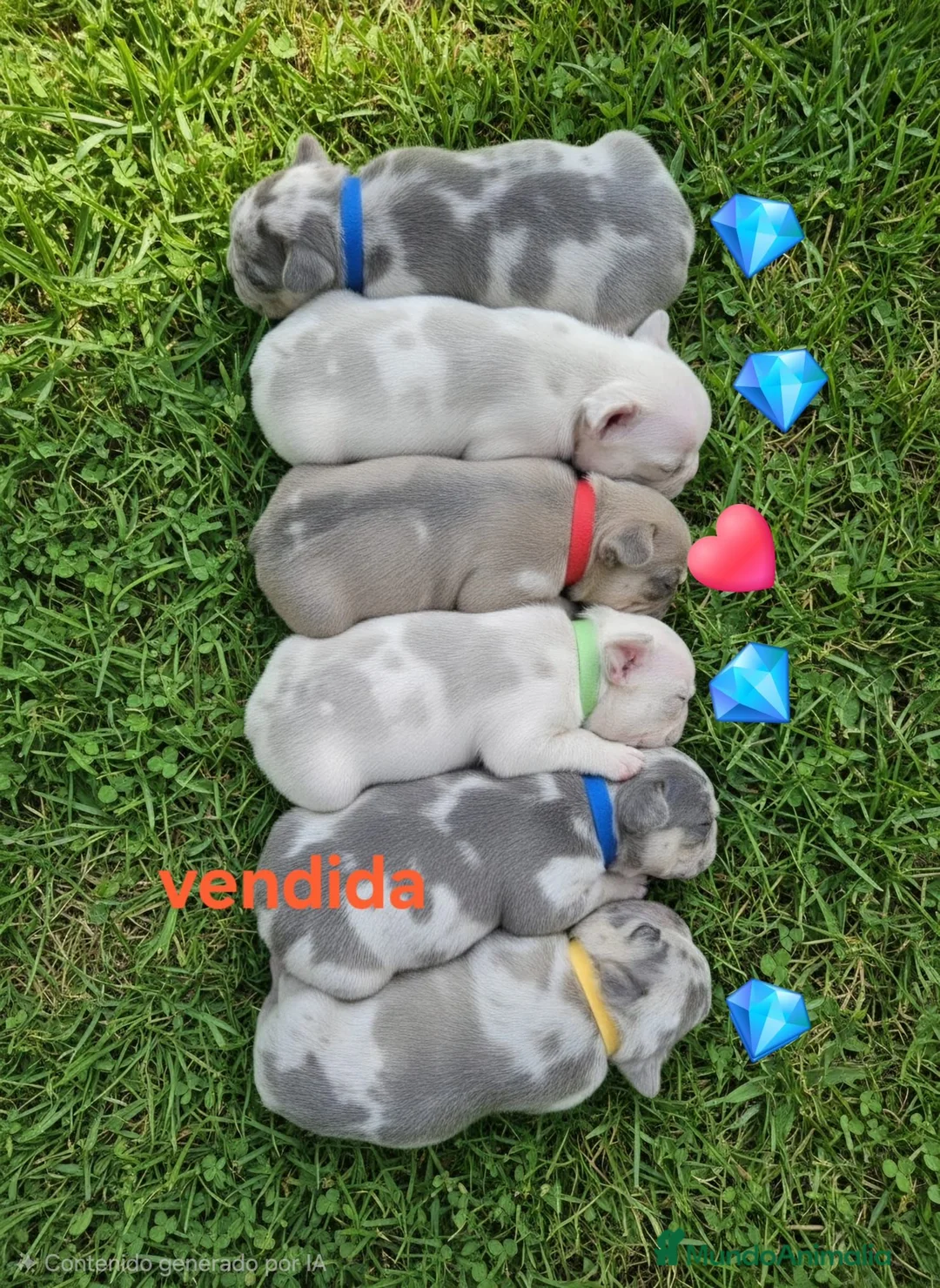 Bulldog Francés perros en venta: Bulldog Frances exotic - Anuncio 2