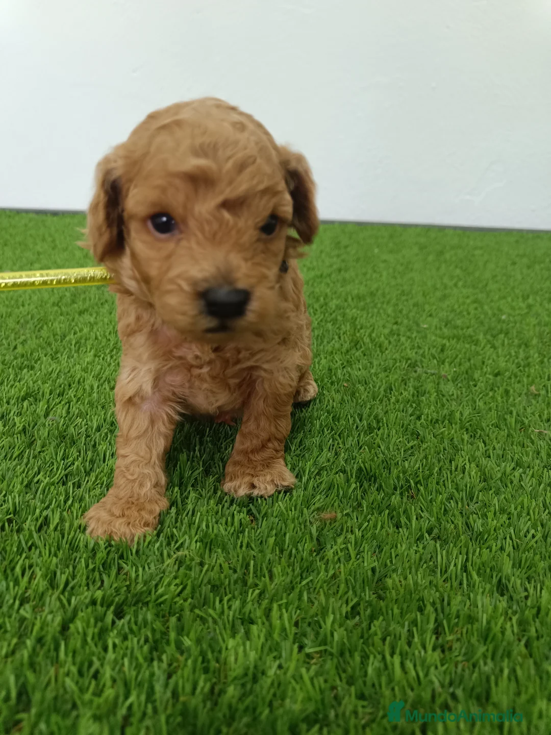 Caniche Toy perros en venta: Caniche  - Anuncio 2