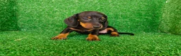 Teckel Miniatura perros en venta: Teckel miniatura  - Anuncio 5