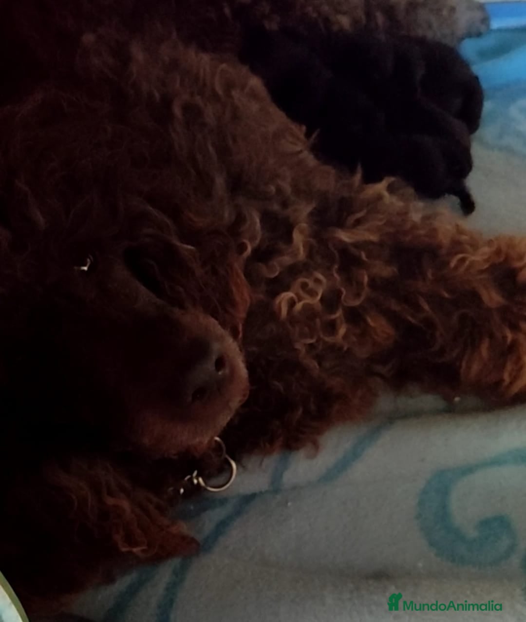 Labradoodle perros en venta: Labradoodle f1 - Anuncio 2