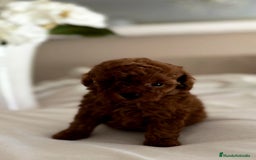 Caniche Toy perros en venta: Exclusiva hembra Tea cup, roja intensa  - Imagen 3