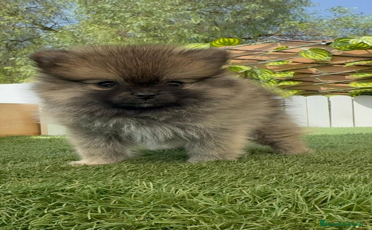 Pomerania perros - Anuncio 2