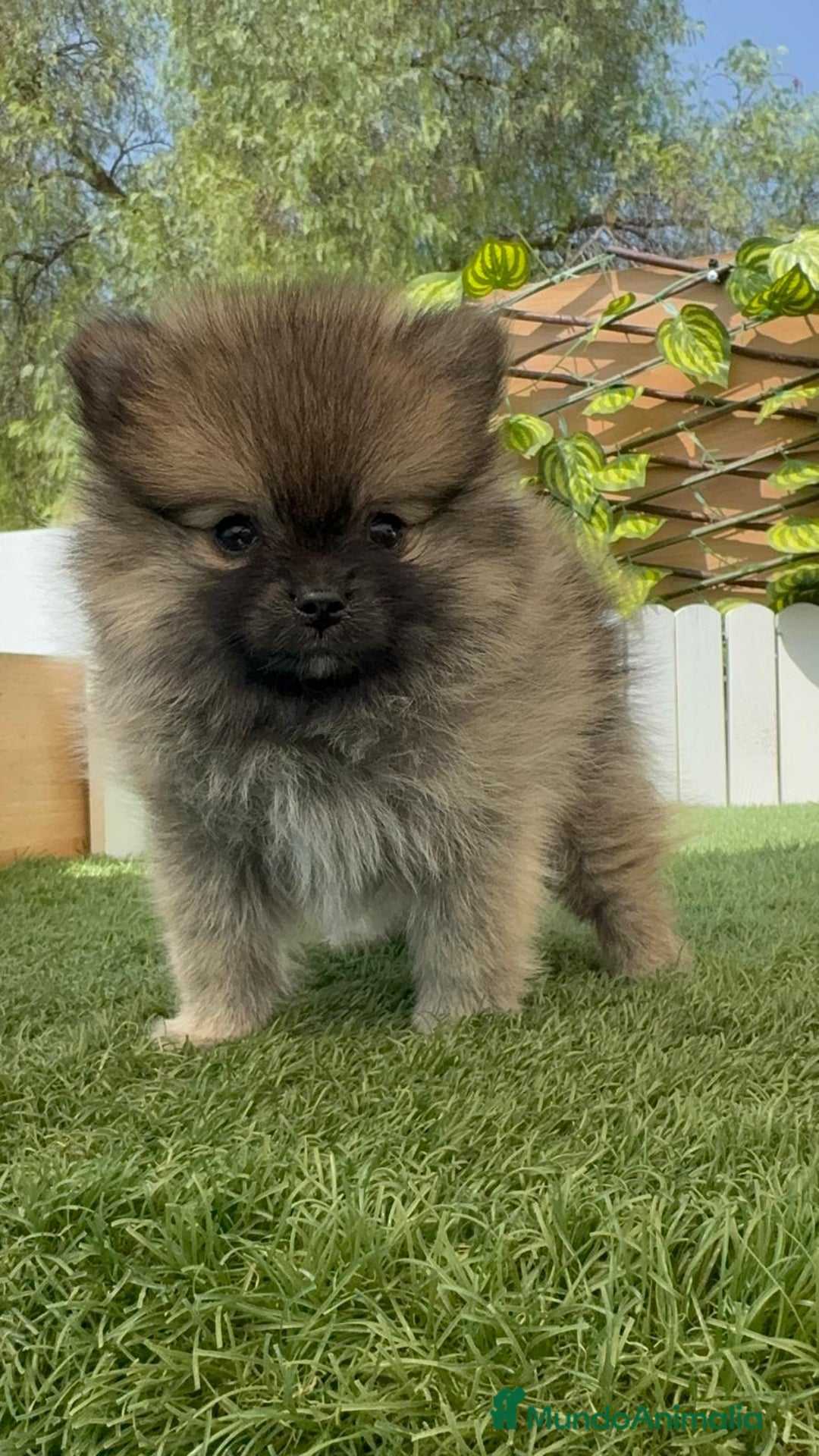 Pomerania perros en venta: POMERANIA MACHO - Imagen 1