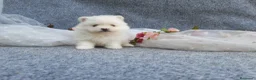 Pomerania perros en venta: PRECIOSO CACHORITO DE POMERANIA TOY  - Anuncio 11