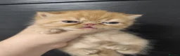 Exótico de Pelo Corto gatos en venta: Macho exotico rojo  - Anuncio 1
