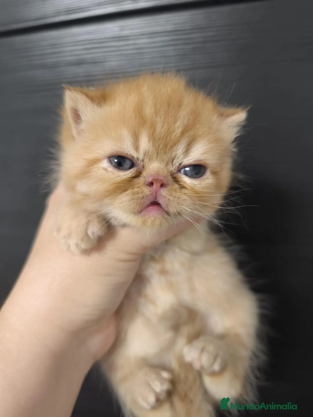 Exótico de Pelo Corto gatos en venta: Macho exotico rojo  - Anuncio 1