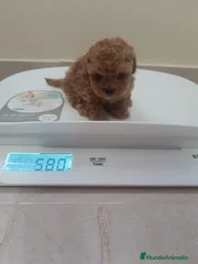 hercules