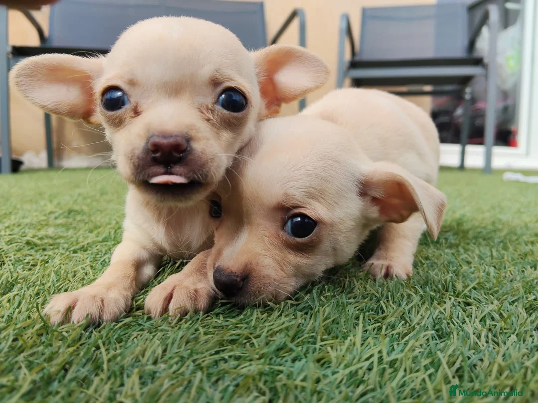 Chihuahua perros en venta: Chihuahua color crema - Anuncio 5