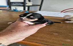 Chihuahua perros en venta: Preciosos chihuahuas mini - Imagen 6