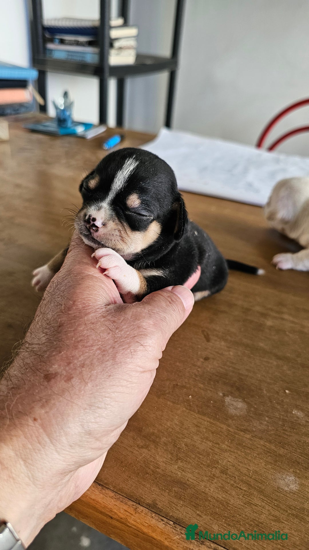 Chihuahua perros en venta: Preciosos chihuahuas mini - Imagen 6