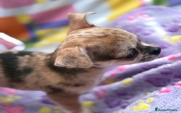 Chihuahua perros en venta: Chihuahua Machito merle toy - Imagen 15