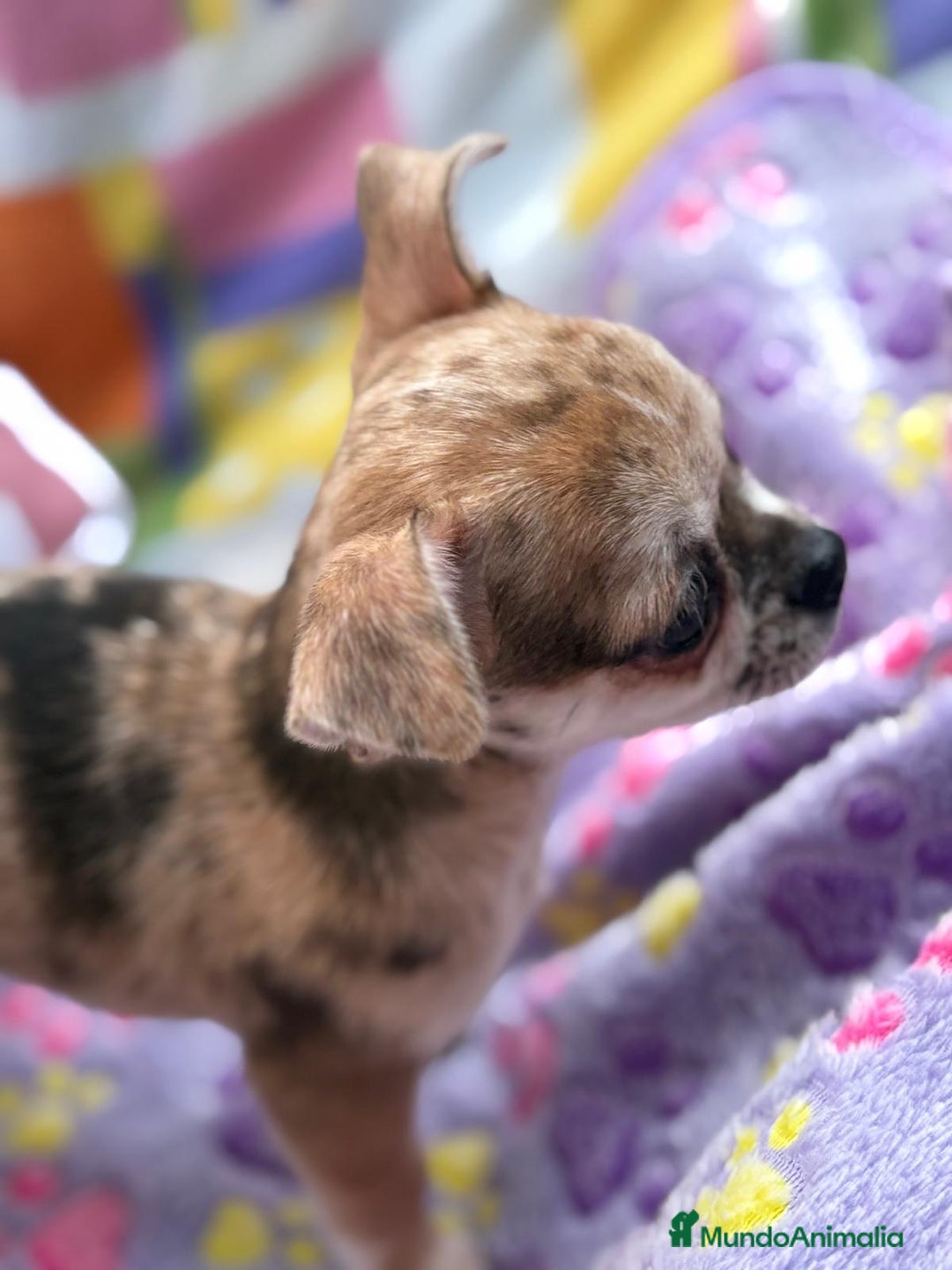 Chihuahua perros en venta: Chihuahua Machito merle toy - Imagen 15