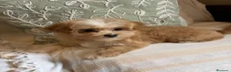 Maltipoo perros en venta: Maltipoo muy bonitos !!! - Anuncio 12
