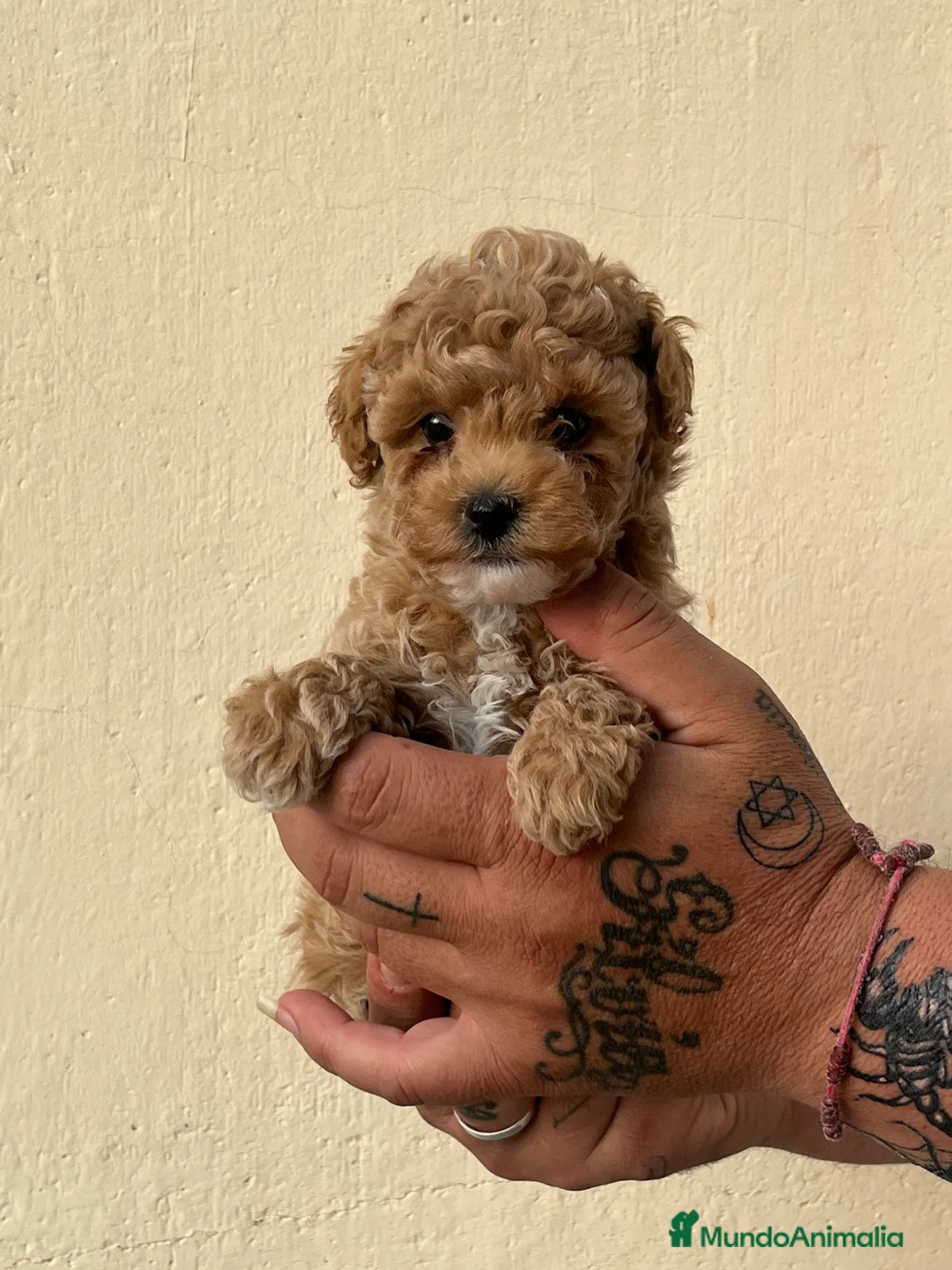 Caniche Toy perros en venta: Caniche toy - Anuncio 2