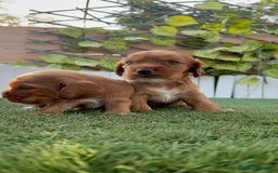 Cocker Spaniel Inglés perros en venta: COCKER SPANIEL INGLES MACHO  - Imagen 13
