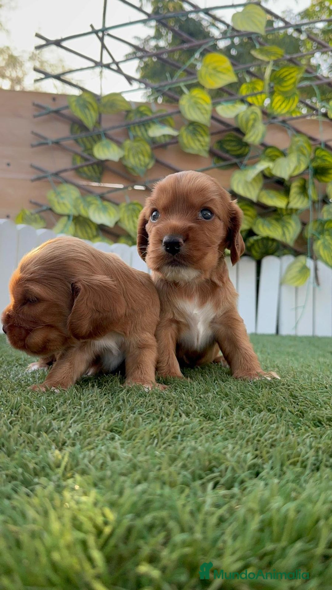 Cocker Spaniel Inglés perros en venta: COCKER SPANIEL INGLES MACHO  - Imagen 13