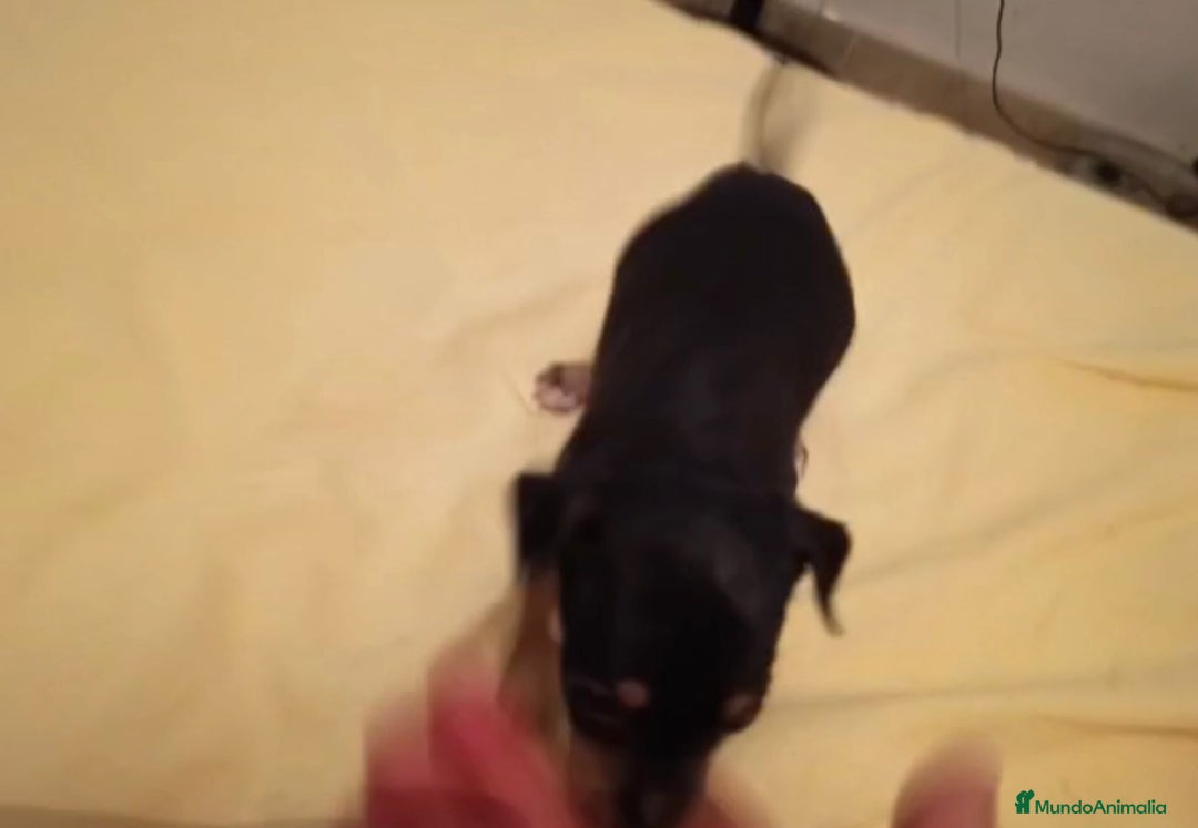 Ratón de Praga perros en venta: RATON DE PRAGA - Imagen 7