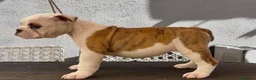 Bulldog Inglés perros en venta: Hembras de bulldog francés  - Anuncio 8