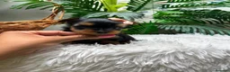 Yorkshire Terrier perros en venta: YORKSHIRE TERRIER HEMBRAS - Anuncio 34