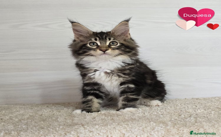 Maine Coon gatos - Propaganda 1