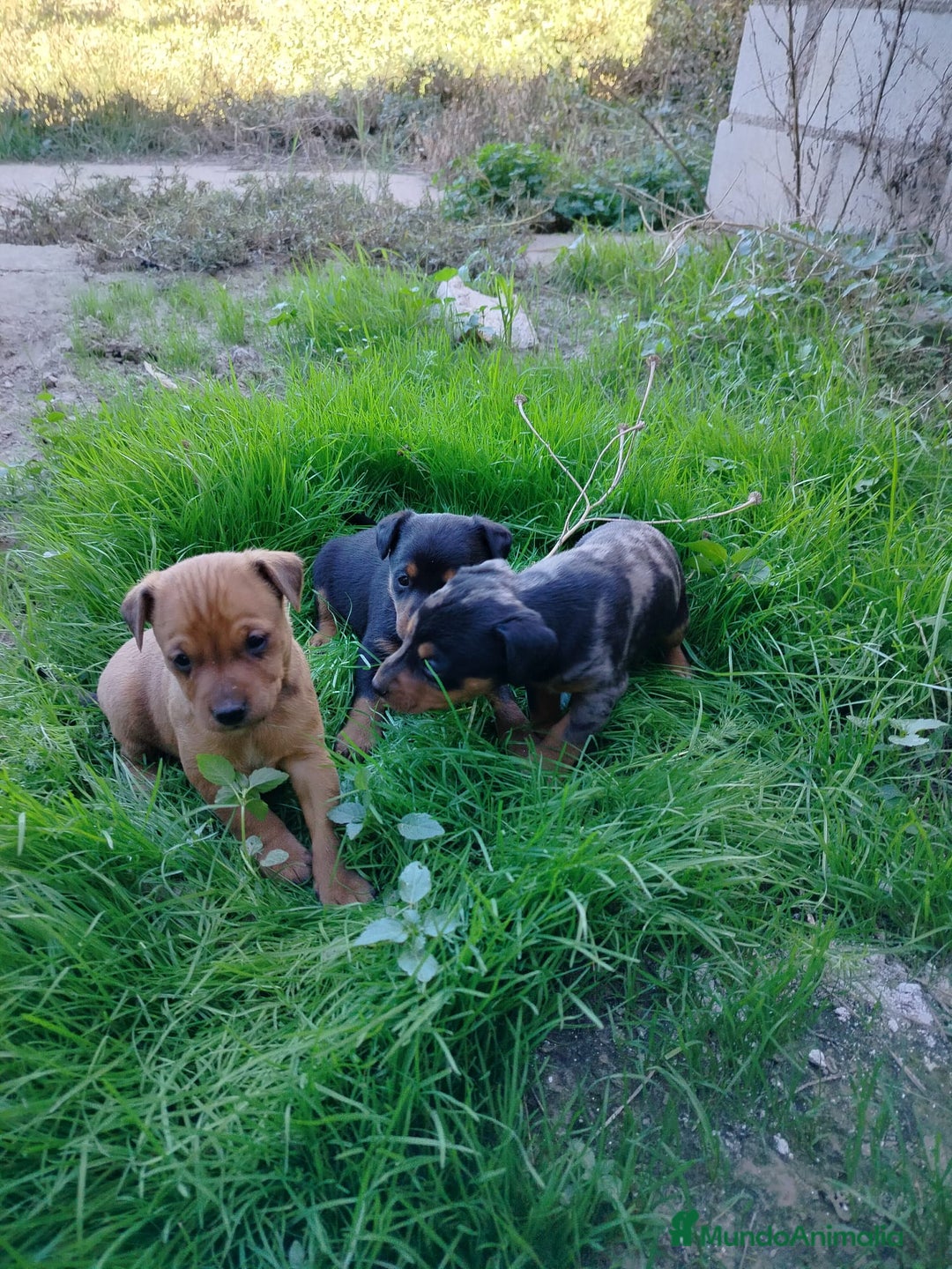 Pinscher Miniatura perros en venta: PINCHER EXCLUSIVOS - Anuncio 3