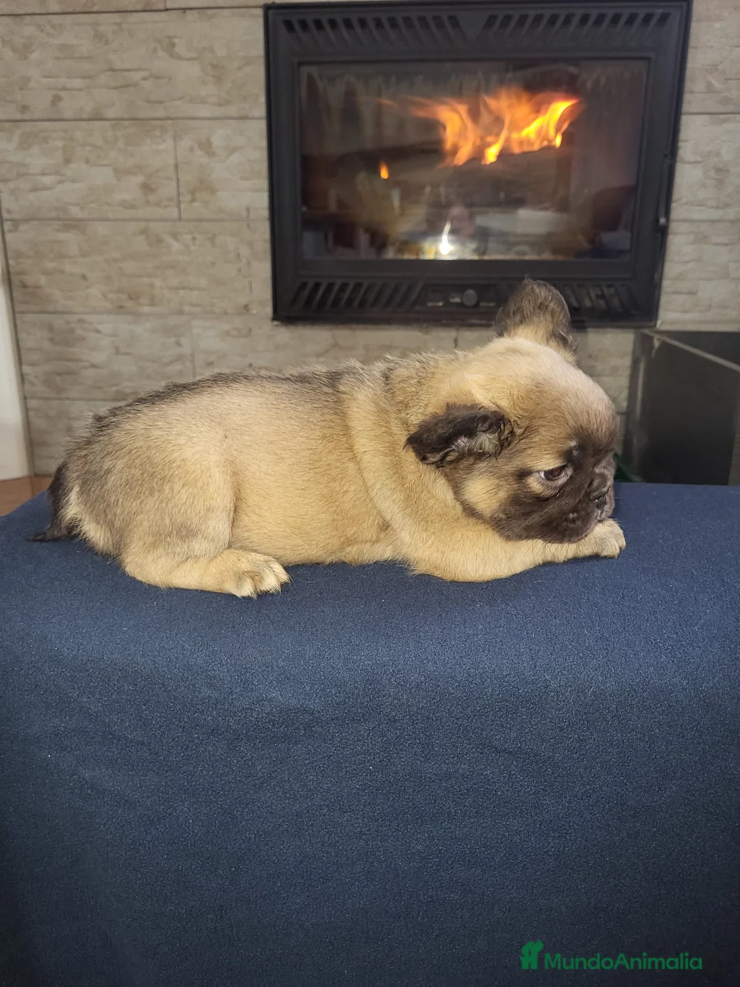 Bulldog Francés perros en venta: Bulldog Frances Fluffy macho y hembras  - Anuncio 5