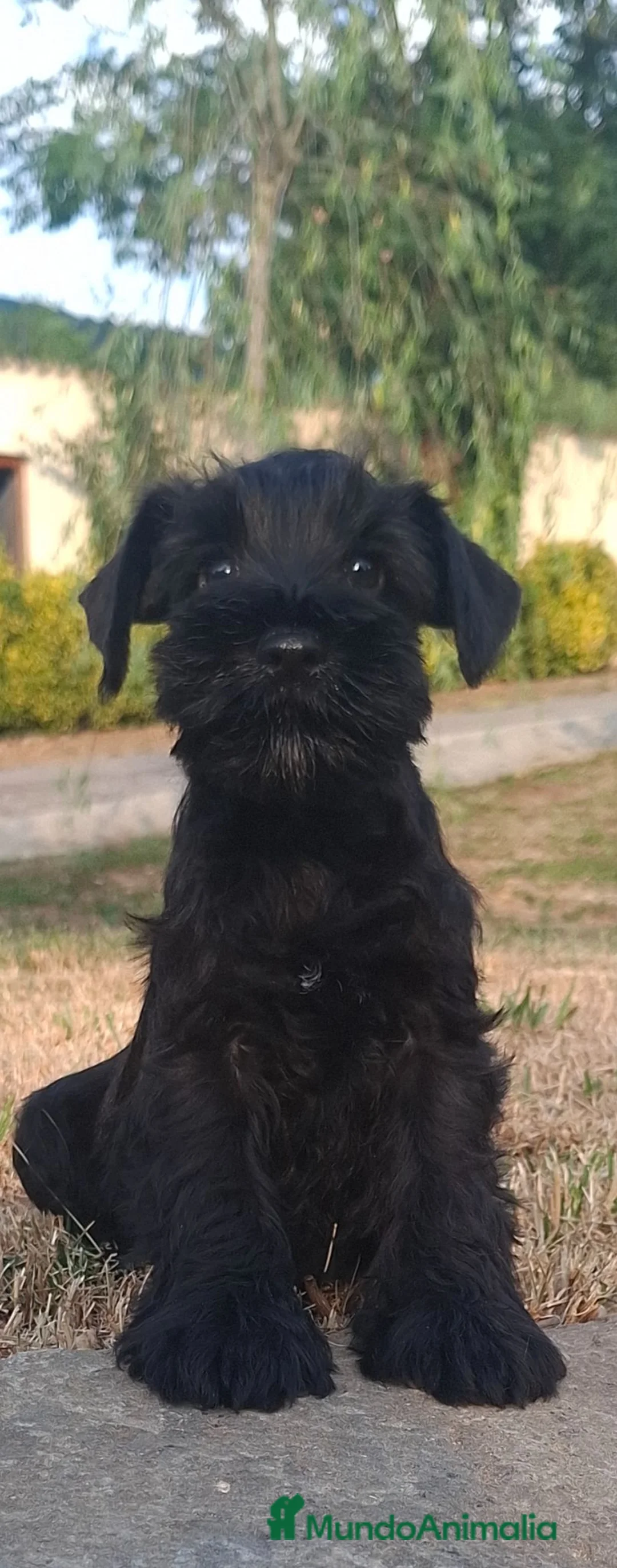 Schnauzer Miniatura perros en venta: Schnauzer Mini - Anuncio 5