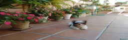 Yorkshire Terrier perros en venta: Yorkshire briewer - Anuncio 1