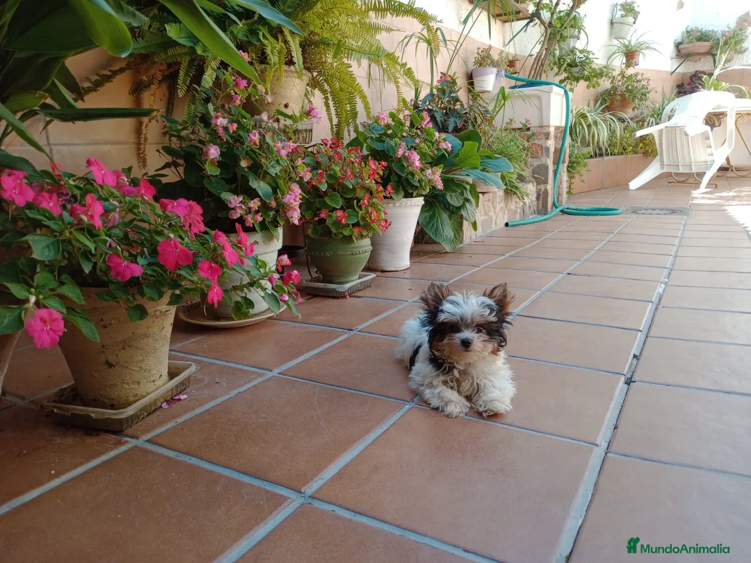 Yorkshire Terrier perros en venta: Yorkshire briewer - Anuncio 1