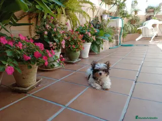 Yorkshire Terrier perros Yorkshire briewer - Anuncio 1